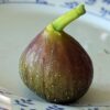 1 figue du ficus carica Nathasa