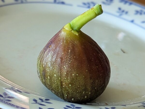 1 figue du ficus carica Nathasa