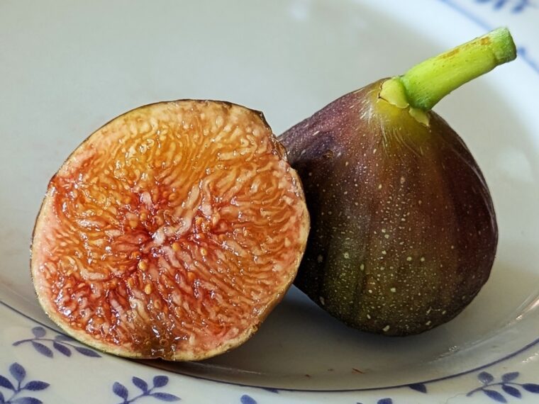 ficus-carica-natasha-25-8-22