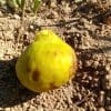 ficus carica di tre volte