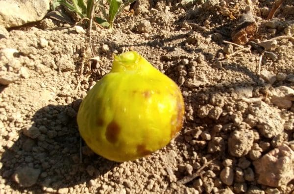ficus carica di tre volte