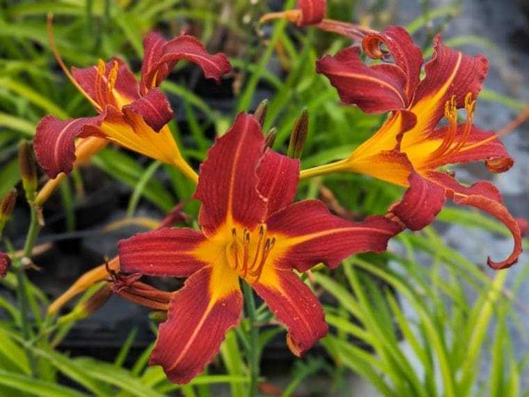 hemerocallis-automn-red-24-6