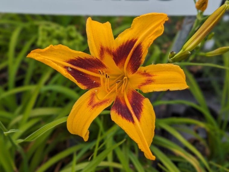 hemerocallis-bonanza-24-7
