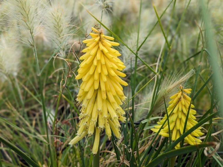 kniphofia-poco-jaune-24-7