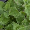 nepeta citrodorata herbe aux chats