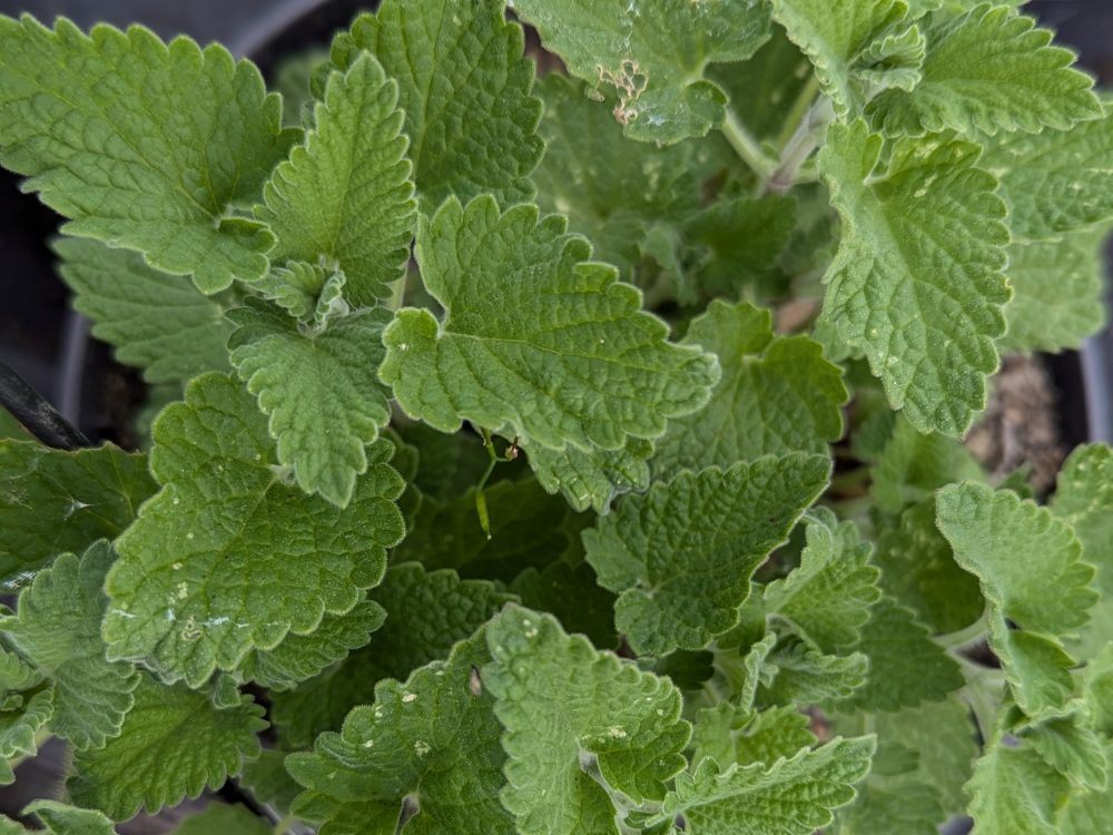 Nepeta cataria, Herbe aux chats, cataire