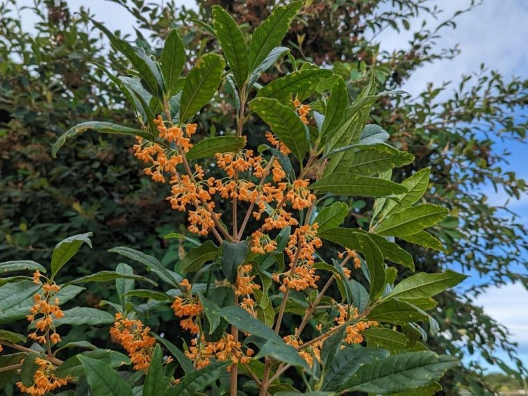 osmanthus-fragrans-aurantiacus