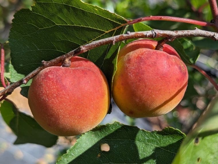 prunus-armeniaca-bergeron-24-5