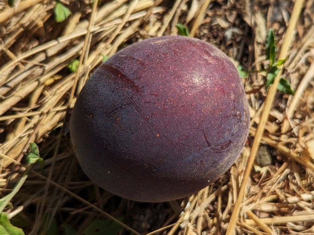 prunus-bella-zee-24-7