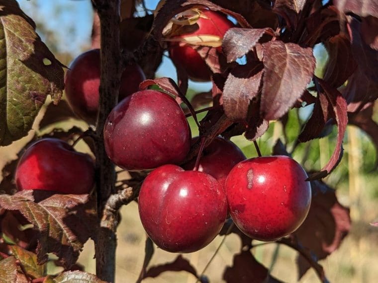 prunus-crimson-pointe-24-6
