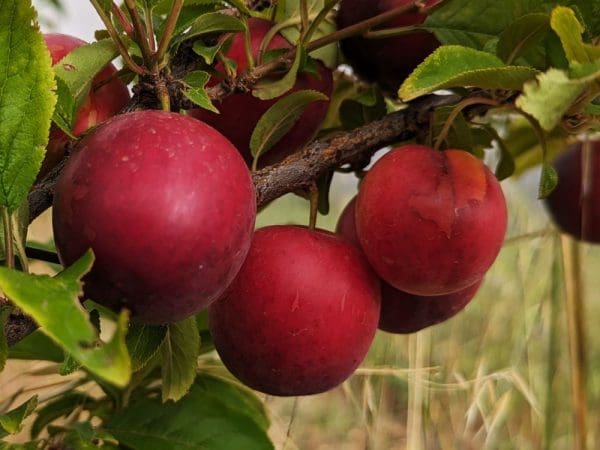 Fruit rouge brique du prunier interspecifique Honey Punch