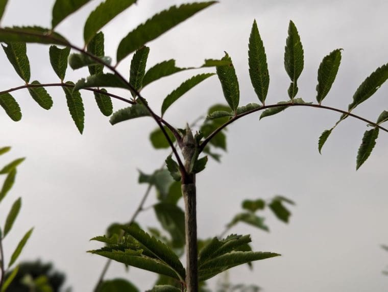 sorbus-auriculanum-rosina-24-6