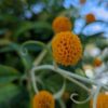 buddleia globosa