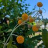 buddleia globosa