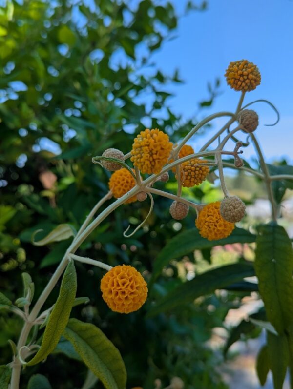 buddleia globosa