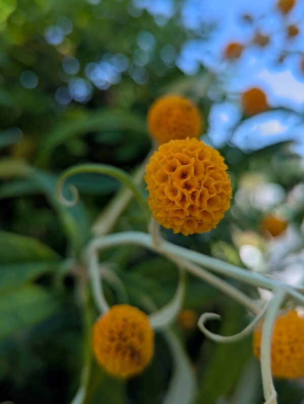 buddleia globosa