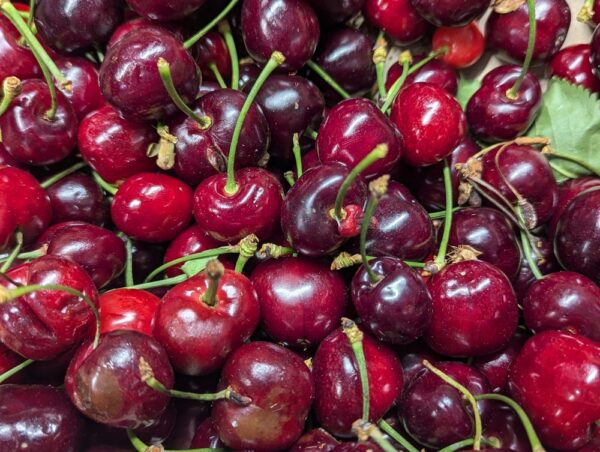 image pleine de cerises kormilica avec queue