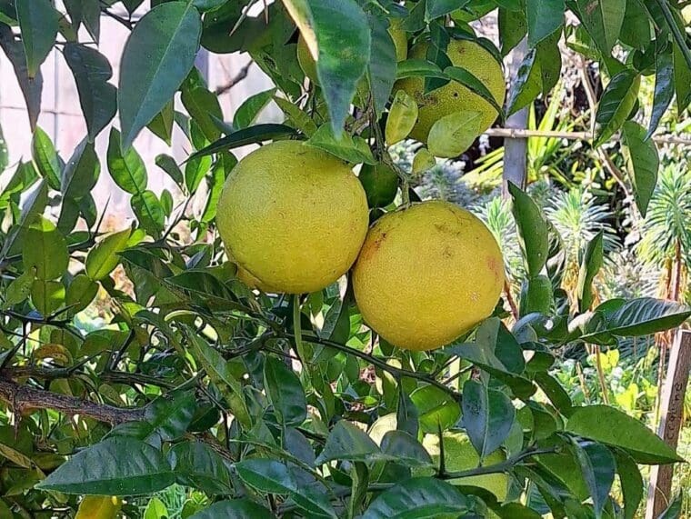 citrus-hybride-elisa