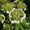 plusieurs fleurs de viburnum opulus