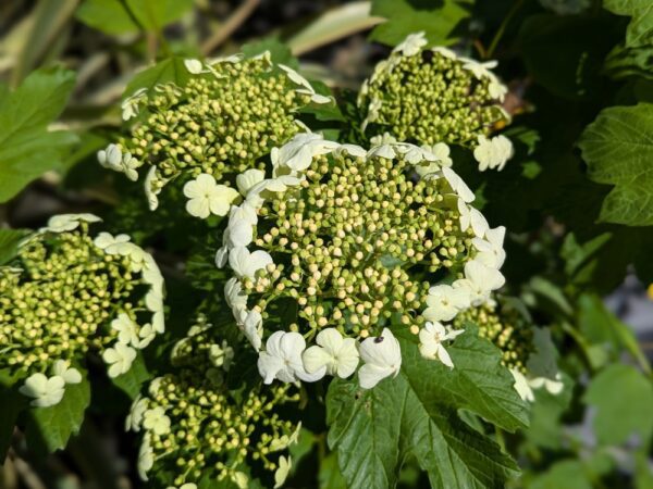 plusieurs fleurs de viburnum opulus
