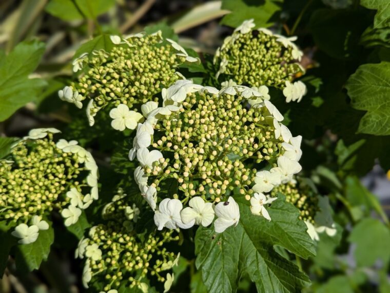 viburnum-opulus-4-25