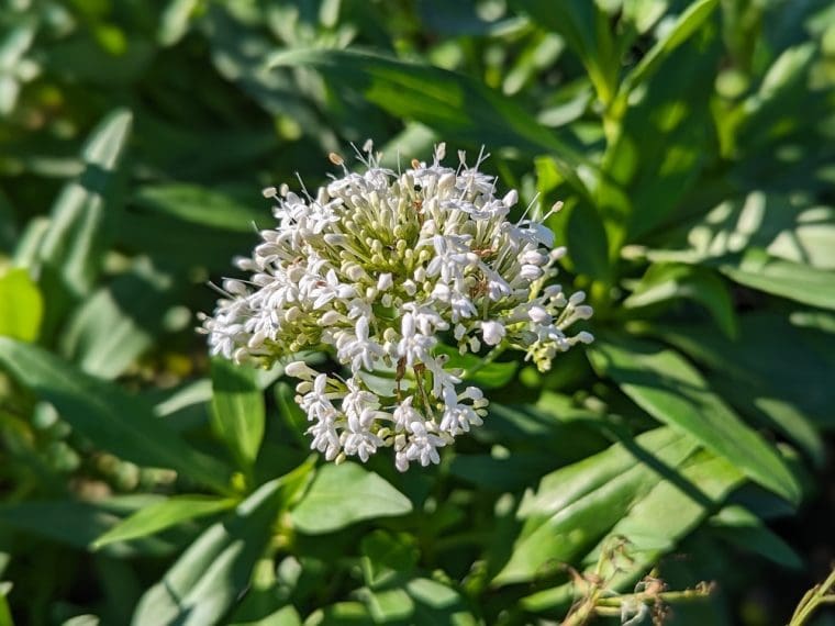 centranthus-ruber-alba-24-9