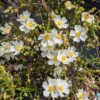 ciste sahucii floraison blanche coeur jaune, petites fleurs
