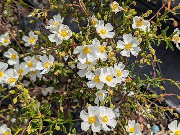 ciste sahucii floraison blanche coeur jaune, petites fleurs