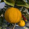 une grande pamplemousse jaune en avant plan, une petite en arrière plan - sur une branche