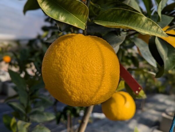 une grande pamplemousse jaune en avant plan, une petite en arrière plan - sur une branche