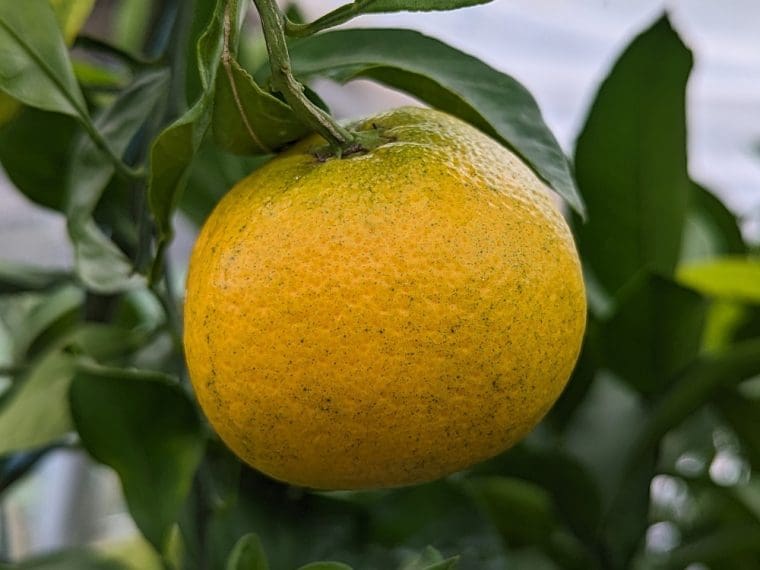 citrus-satsuma-chahara-24-9-1