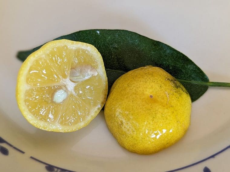 citrus-taichang-24-9-5