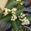 floraison de la Satsuma Owari