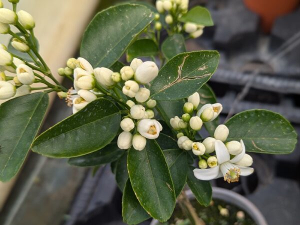 floraison de la Satsuma Owari