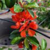 floraison rouge du cognassier sargentii