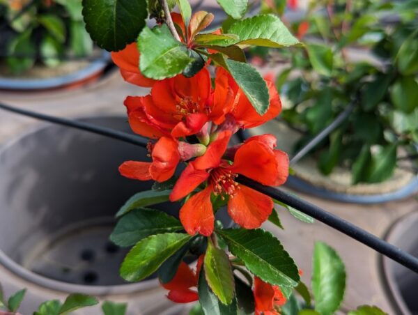 floraison rouge du cognassier sargentii