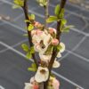 floraison coing cathayensis