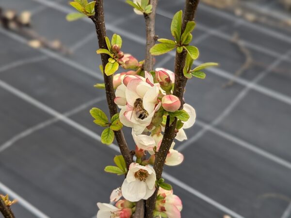 floraison coing cathayensis
