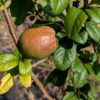 cognassier cateyense avec un fruit sur l'arbre