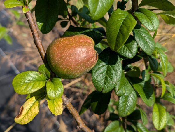 cognassier cateyense avec un fruit sur l'arbre