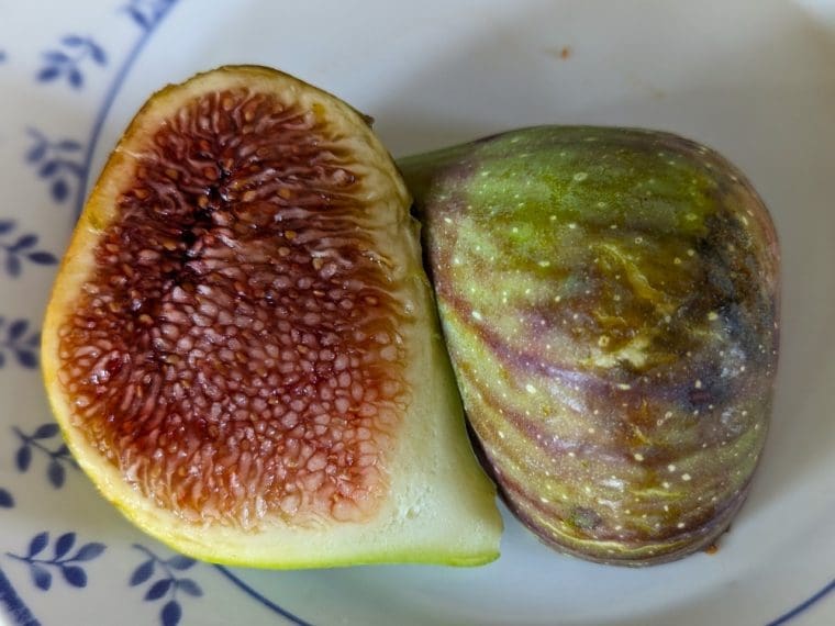 ficus-carica-arros-maxima