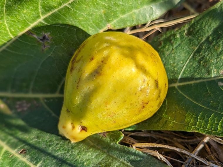 ficus-carica-assal-7-23