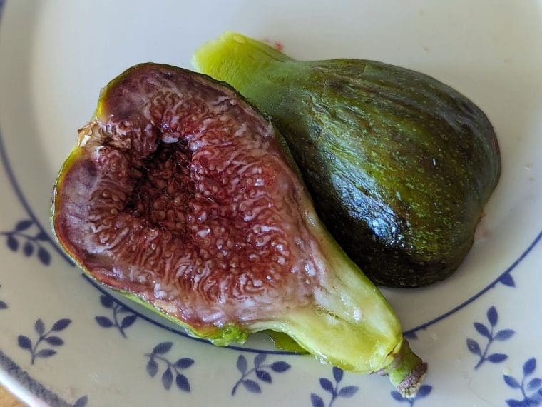 ficus-carica-black-madeira-breba-24-7