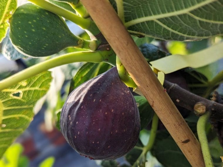 ficus-carica-crosne-24-8