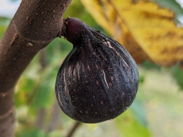ficus-carica-grise-de-bregoux-24-8