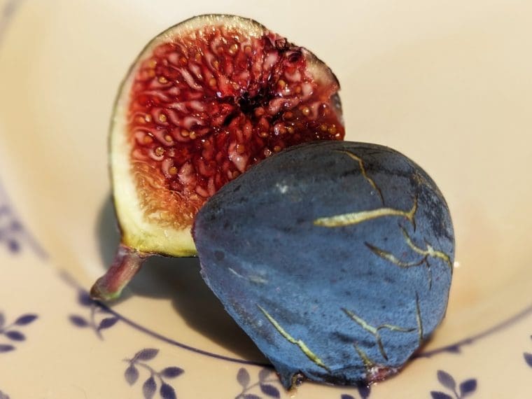 ficus-carica-grise-de-smyrne-24-9
