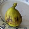 HARDY YELLOW