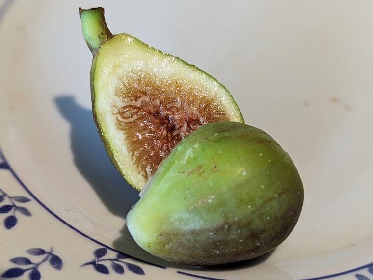 ficus-carica-honeyheart-open-24-9