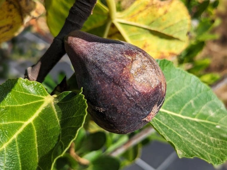 ficus-carica-i258-pot-24-7