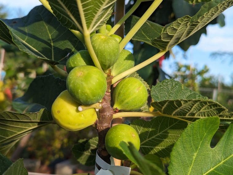 ficus-carica-inca-gold-24-8